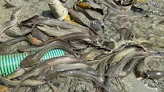 Catfish fishing from muddy water pond | million shing fish catching from water flow by hand