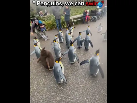Ducks can do anything 🤫🗿 #edit #funny #animals #duck #pigeon #chicken #penguin