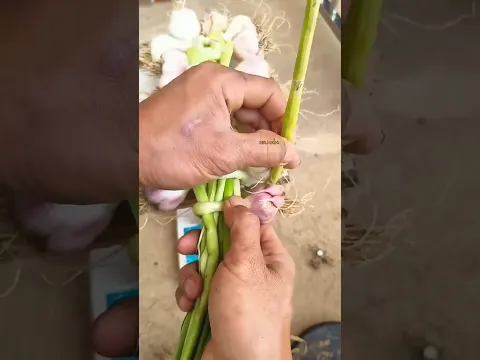 GARLIC BUNDLING satisfying farm trick 😮🧄🌱#gardening #farming #plants #satisfying #process #wow