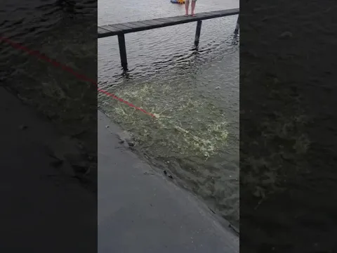 Pescando 25 libras de camarón de un solo tiro #shorts