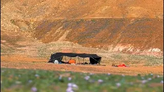 بين الجوف وتبوك ربيع