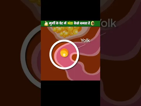 How is an egg formed in a hen's stomach?#shortvideo #facts#india #hindi #ytshorts #knowledge