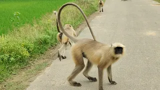 A Langur Walking on a Village Road 🐒 | Beautiful Wildlife Moment