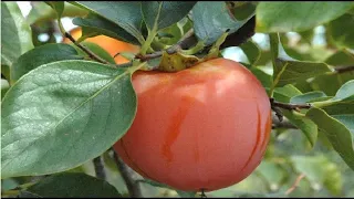 Essa fruta é mágica, plante hoje mesmo dessa forma!