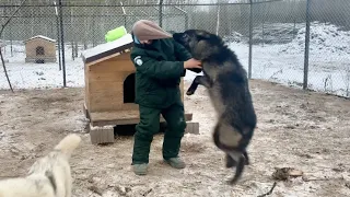 Волки в Деле 😱‼️ Нападение ВОЛКА на человека.
