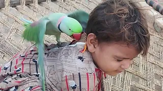Parrot Ne Mango Juice 🧃 Ka Daba Par Diya || Pets Vlog 25 August 2024 || Anwar Shah Ustrana Official