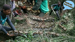 DETIK-DETIK TERTANGKAP NYA MONSTER ULAR PYTHON TERBESAR DI RIAU,ASLIII BESARR BANGEEETTTTT