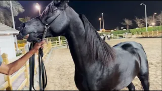 black horse🔥 काला घोड़ा