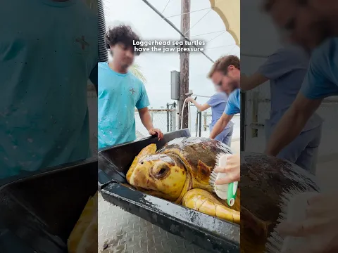 Sea Turtle Found With 10-Pound Tumor Makes Incredible Comeback and Returns to the Ocean | The Dodo
