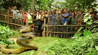बनसुंदरी:दुनिया का सबसे दुर्लब सांप नसीब से देखने मिलते है,इस गांव में कैसे मिला।Rare Trinket snake