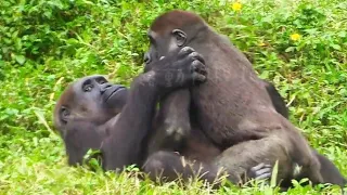 Jabali Cuddles Up to Mom, and in the Cold Weather, Hugging Together Feels So Warm呷百二跟媽媽撒嬌，天氣冷抱在一起好溫暖