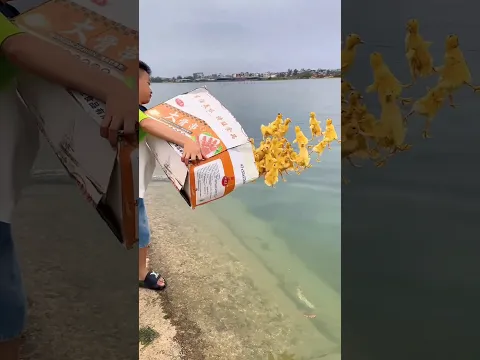 The ducklings are not leaving behind - what happened next