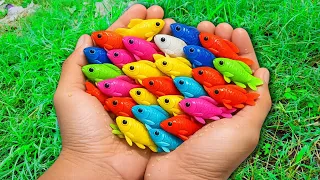 Catch beautiful aquarium fish in small pond baby, molly fish, pencilfish, iguanas #funworldtv #fish
