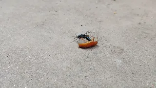 Jewel wasp hunts down Cockroach