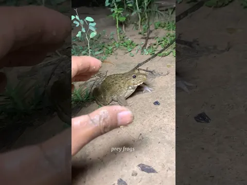 Boing catch frogs funny | froggy catch funny wep wep | funny froggy #shorts