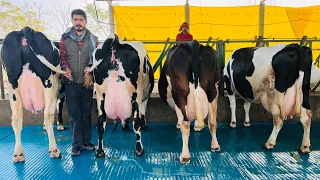 60 liter milk per day | King of Punjab 👑 Rate-90,000
