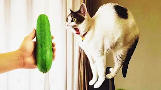 Funniest Cats and Dogs Clips 2025😻😸Try Not To Laugh🐱