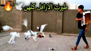 اليوم طلعنا الارافل كلهن🕊️🔥طارن كلهن🕊️وشرد واحد😂صعدنا التار
