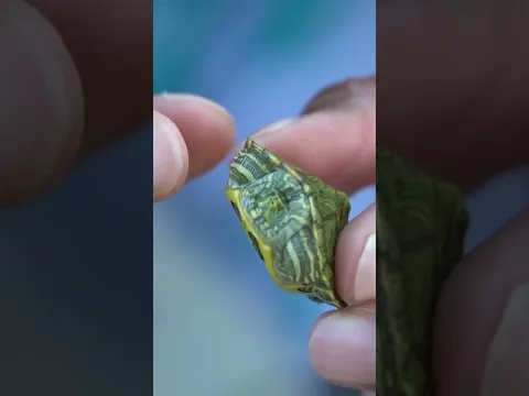 TURTLE INSIDE FISH is ALIVE! #Shorts