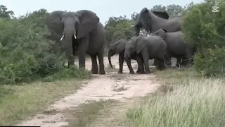 ELEPHANT Matriarch Protect her Herd from wild dogs