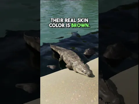 WHY ARE Crocodiles Green? 🐊