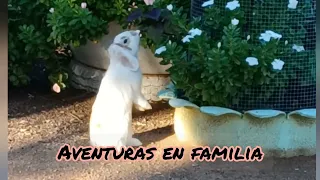 🔴FUIMOS A VICITAR LAS GALLINITAS Y EL BUNNY,  Y QUE CREEN QUE ME PASO CON UN GALLO ?🤭