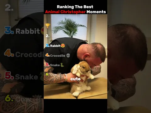 Ranking best animal chiropractor moments
