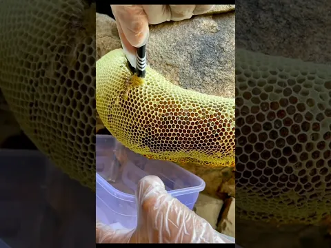سبحان الذي خلق فأبدع عسل بوطويق ما شاء الله