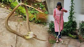 फणा काढून बसलेला हा खतरनाक नाग अंगावर आला धावून😱पकडायला गेल्यावर शिरला झाडीत.. व्हिडिओ नक्की बघा