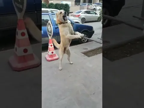Sokak köpeği Aslan Çıktı 😱