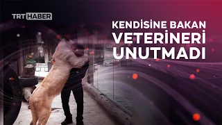 Evlatlık aslan ile 1,5 yıl sonra ilk buluşma