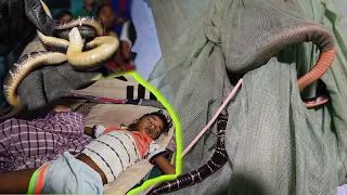 तीन छोटे बच्चो के साथ भगवान का कैसा खेल, दिल दहलाने वाला मंजर मच्छरदानी में फसा सबसे बड़ा Krait Snake