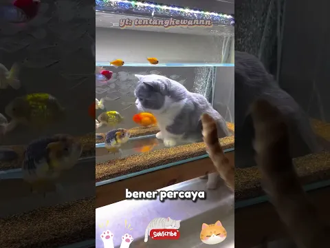 Kucing di dalam aquarium 😂