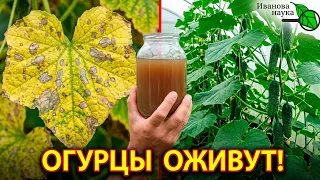 ОГУРЦЫ ОЖИВУТ, ЗАЗЕЛЕНЕЮТ и БУДУТ ДАВАТЬ УРОЖАЙ БЕЗ ОСТАНОВКИ! Лечение огурца от болезней.