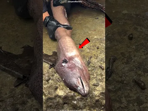 He Pulled Something Shocking Out of a Dead Fish! 😱🐟 #shorts