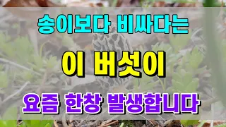 🍄🍄  송이보다 비싸다는 이버섯이 요즘 한창 발생합니다