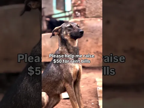 ‼️ Urgent help needed towards shelter rent bills of $50 Please donate  to help us raise 50$