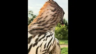 Eyes contact and the power of Hawk-Eagle hunt birds of prey 