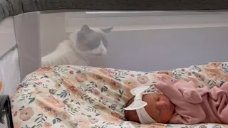 Our Kitty Meeting Miya WAS SO CUTE!! 😩