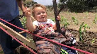 At Work with Fidel - Helping Dad Finish the Fertilizer - Our Life in México