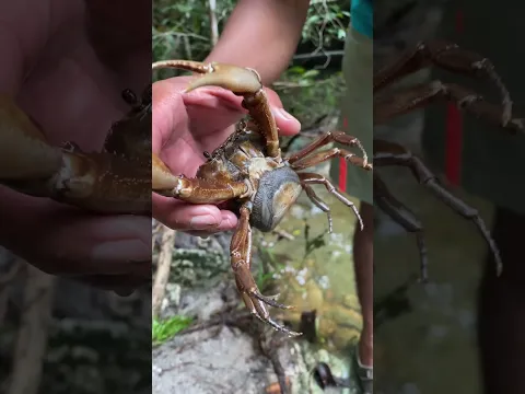 Cangreja llena de miles de cangrejos bebés #shorts #pesca #animales #trending