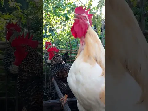Hermoso día 🌄 hermoso gallo criollo 🐔#feedshorts