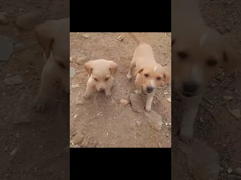 innocent cute animals 😍 #dogs #puppy #animals #shortsfeed #shorts