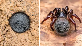 The Best 10 Bizarre Creatures You Won’t Believe Exist!