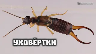 Уховёртки. Правда ли они залезают в уши спящим людям и откладывают яйца в мозг? // Clever Cricket