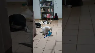 Gatos brincando