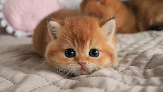 When Kitten Sprite Tries Playing With Dad's Tail... 😅 (British Shorthair)