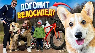 Смог угнаться за велосипедом? Говорящий корги Бентли на велопрогулке с семьей.