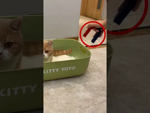 Cats Prank ❤️‍🩹