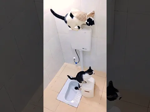 Billu will flush 🐱😂 #shorts #funny #cat